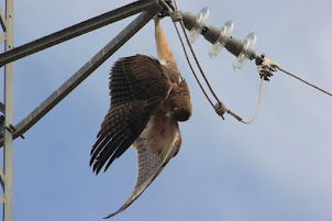 SOS TENDIDOS ELÉCTRICOS