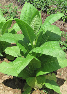 Central Virginia Organic Gardener: Mystery Plant #3