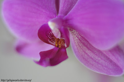 orchidea_phalaenopsis