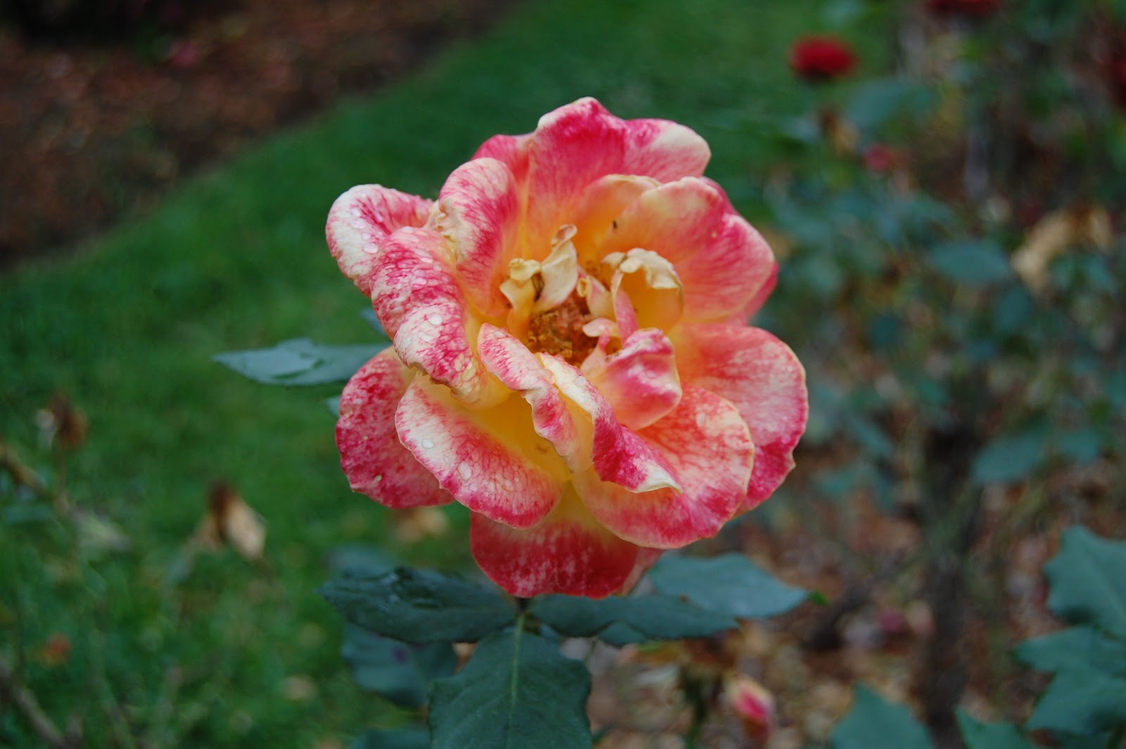 The Conservatory Tyler Rose Garden