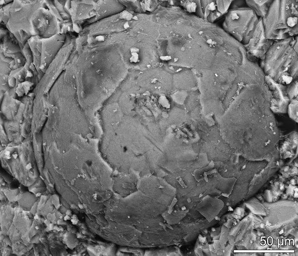 Descobertos embriões fossilizados com 500 milhões de anos