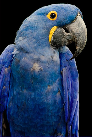 Los 10 animales mas caros del mundo Los 10 animales mas caros del mundo