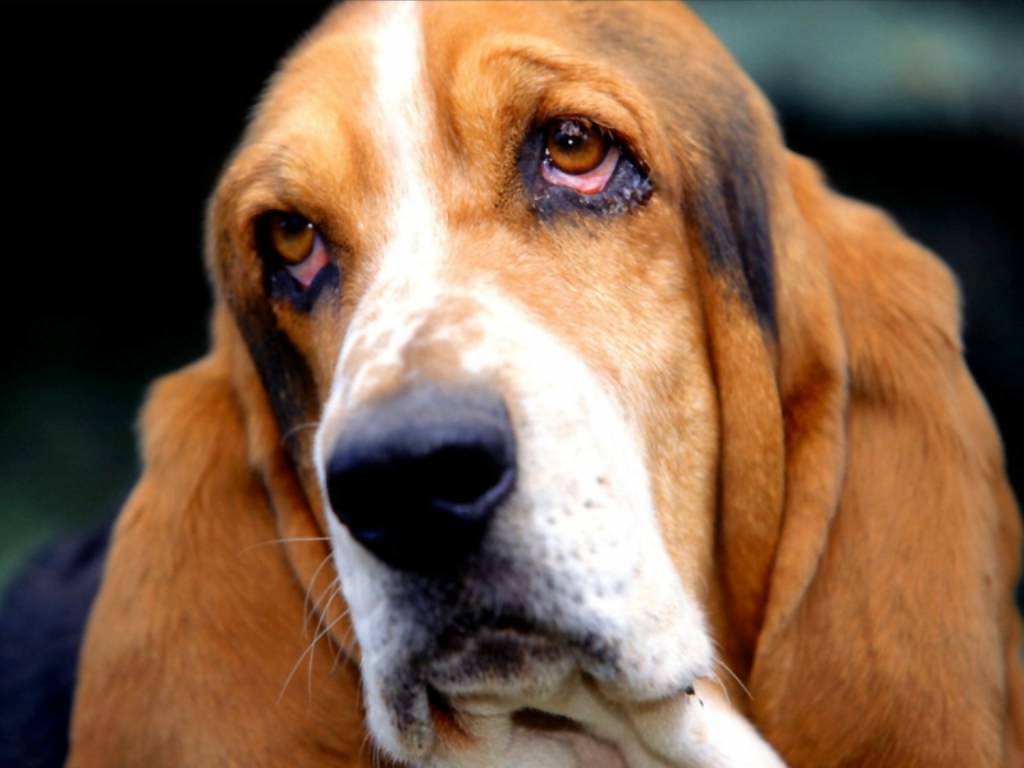 Dog+pictures+wallpaper
