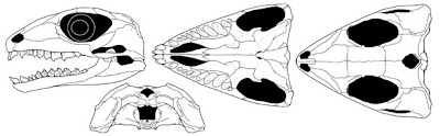 Belebey skull