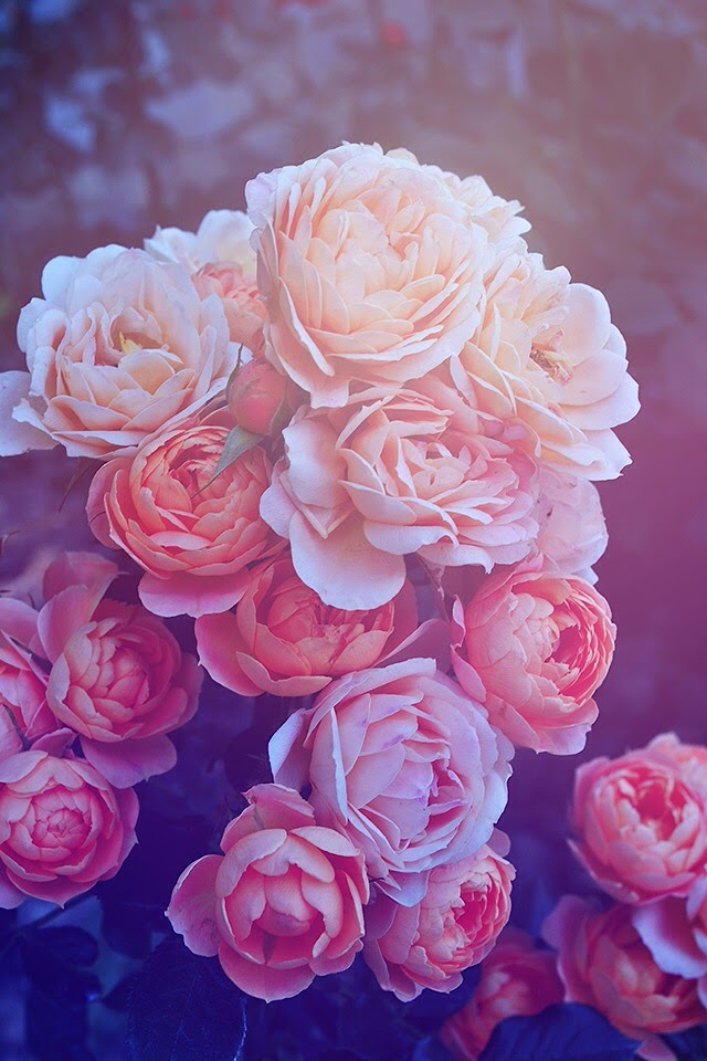 Beautiful Pink Roses  Galaxy Note HD Wallpaper