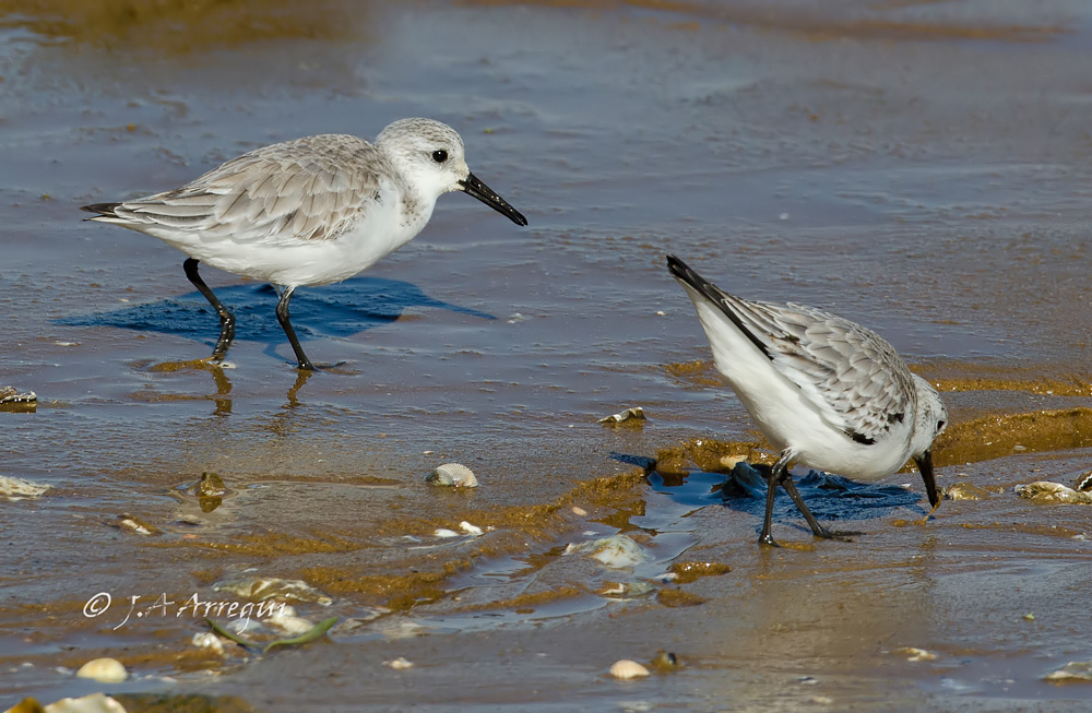 Correlimos tridactilo, Calidris alba, Sanderling Correlimos tridactilo, Calidris alba, Sanderling