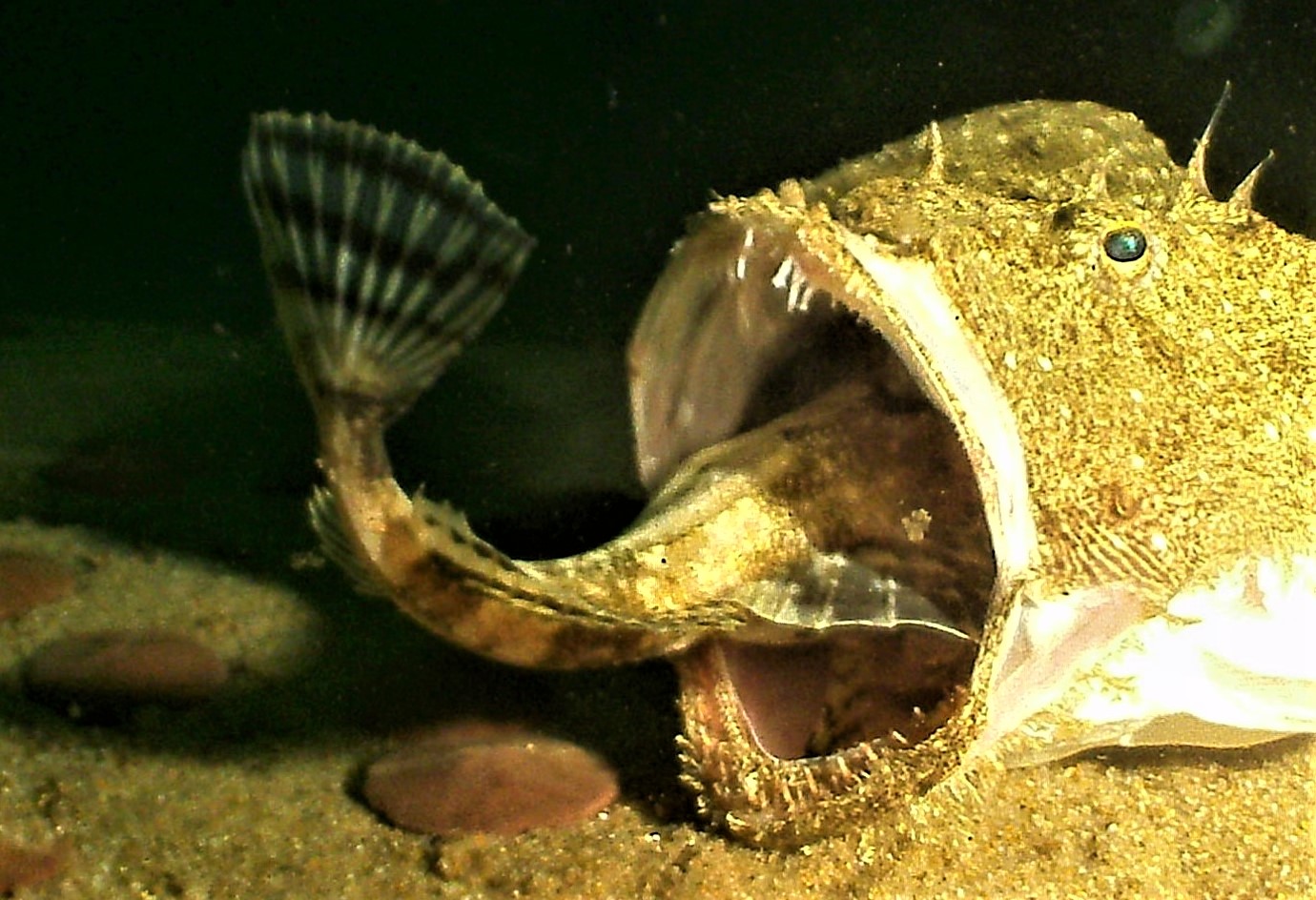 Goosefish eating Sculpin