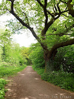 Walking through Epping Forest - grand oak pollard tree