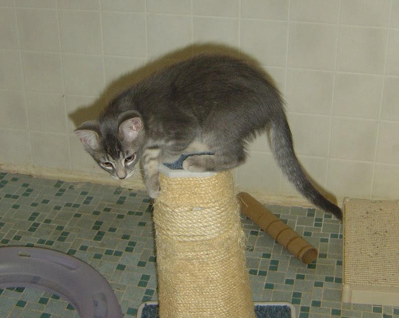 The Eco Cat Lady Speaks Oh Kitty Tree, Oh Kitty Tree