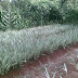 Pohon Lili Brazil | Tanaman Hias Lili Brazil