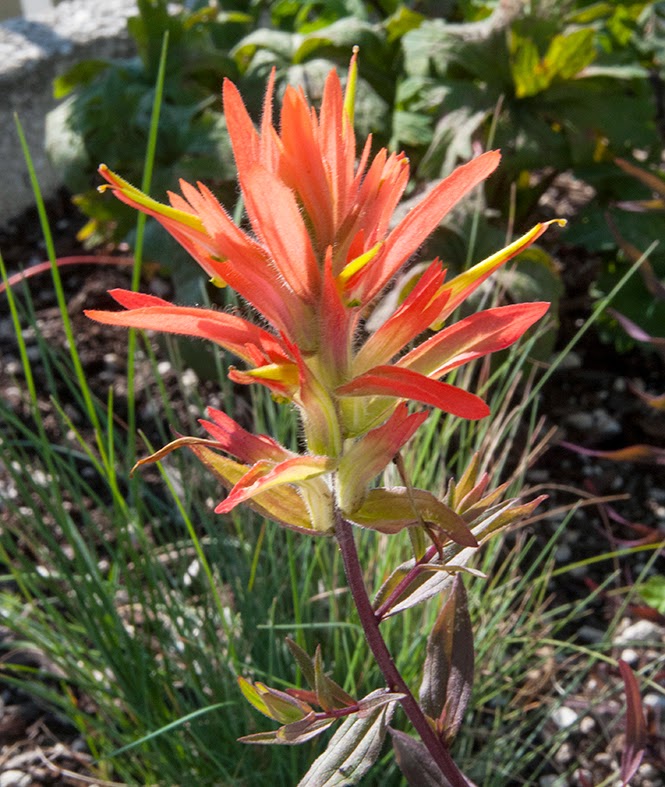paintbrush plant size