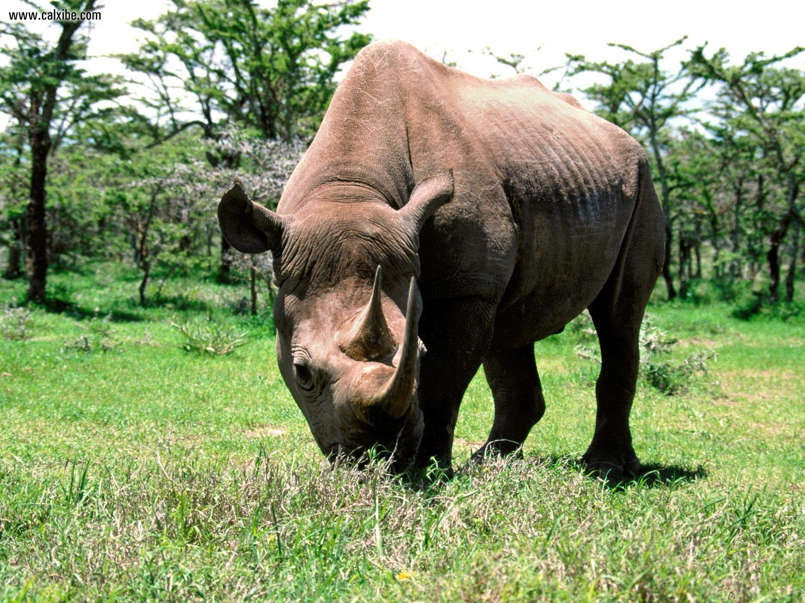 Wallpaper Blog rhinoceros wallpaper