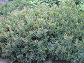 Sugertina Crystalina Summersweet Shade Shrubs Flowering Shrubs