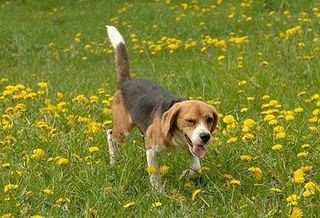 Funny DOG Pictures