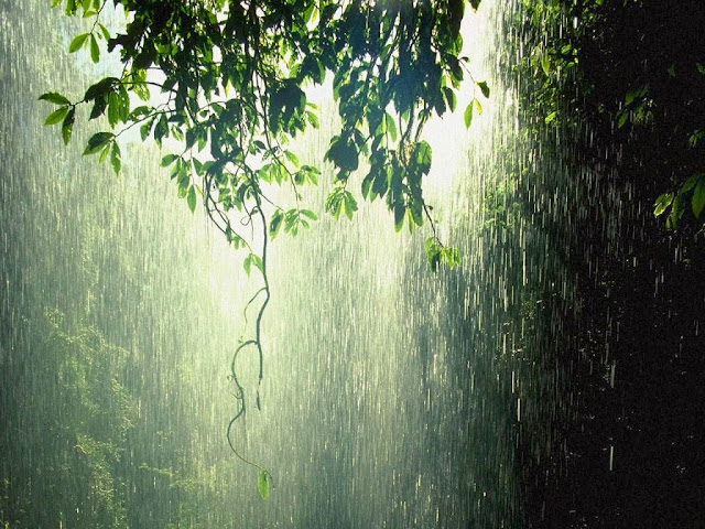 Green Rain, Rain Nature Wallpaper