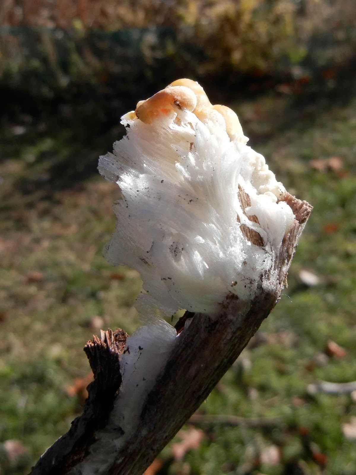 Sci/Why Hair Ice and Singing Lakes and Icebergs Fabulous Ice Phenomena