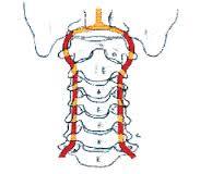 Arteria vertebral