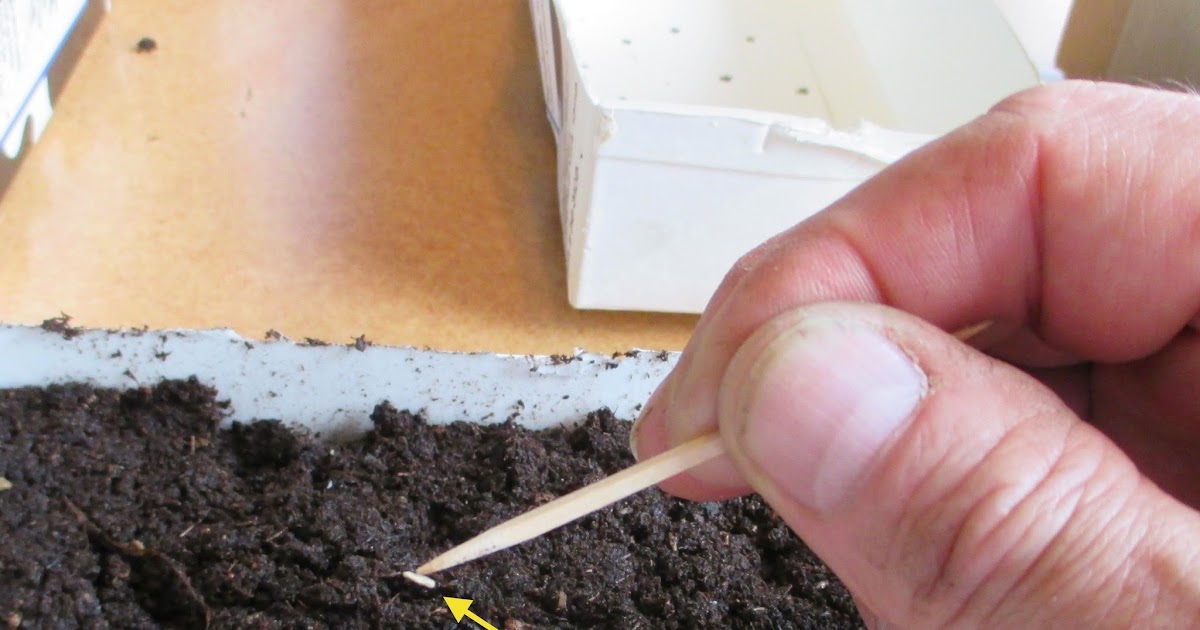 The Deliberate Agrarian Deliberate AgrarianSnippet 10A Tomato Seed