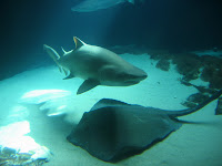 Tiburón tiburon