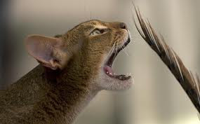 ruddy abyssinian cat - Tawny - Usual