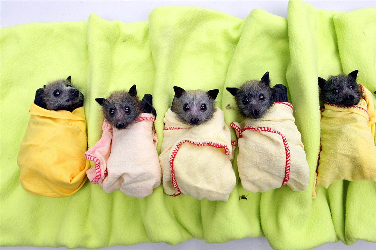 Bat burritos (pic) Amazing Creatures