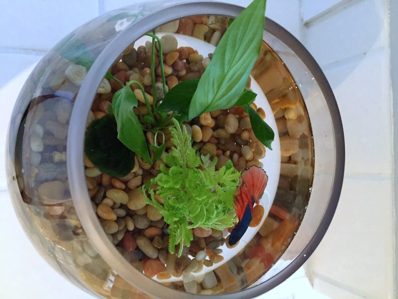 The Perfect Gift for an Animal Lover A Betta Fish Bowl