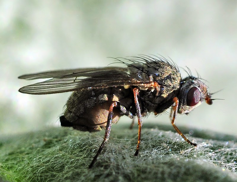 Mundo Natural Faluke Agromyza apfelbecki