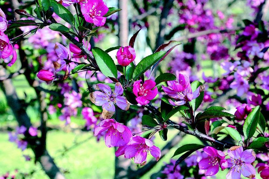 Zone 7 gardens - choosing the best trees and shrubs