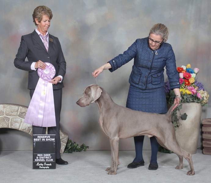 Koping Weimaraners RED DEER KENNEL CLUB DOG SHOW KOPING WEIMARANER RESULTS UPDATE