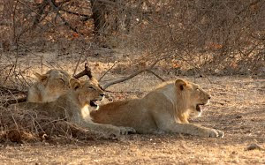 "Born Free" in the Gir forests of Gujarat:- Photo Sudhir.Bhakta.