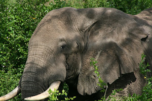 An Elephant at Queen Elizabeth National Park