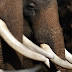 Μαζική θανάτωση ελεφάντων στο Τσαντ
