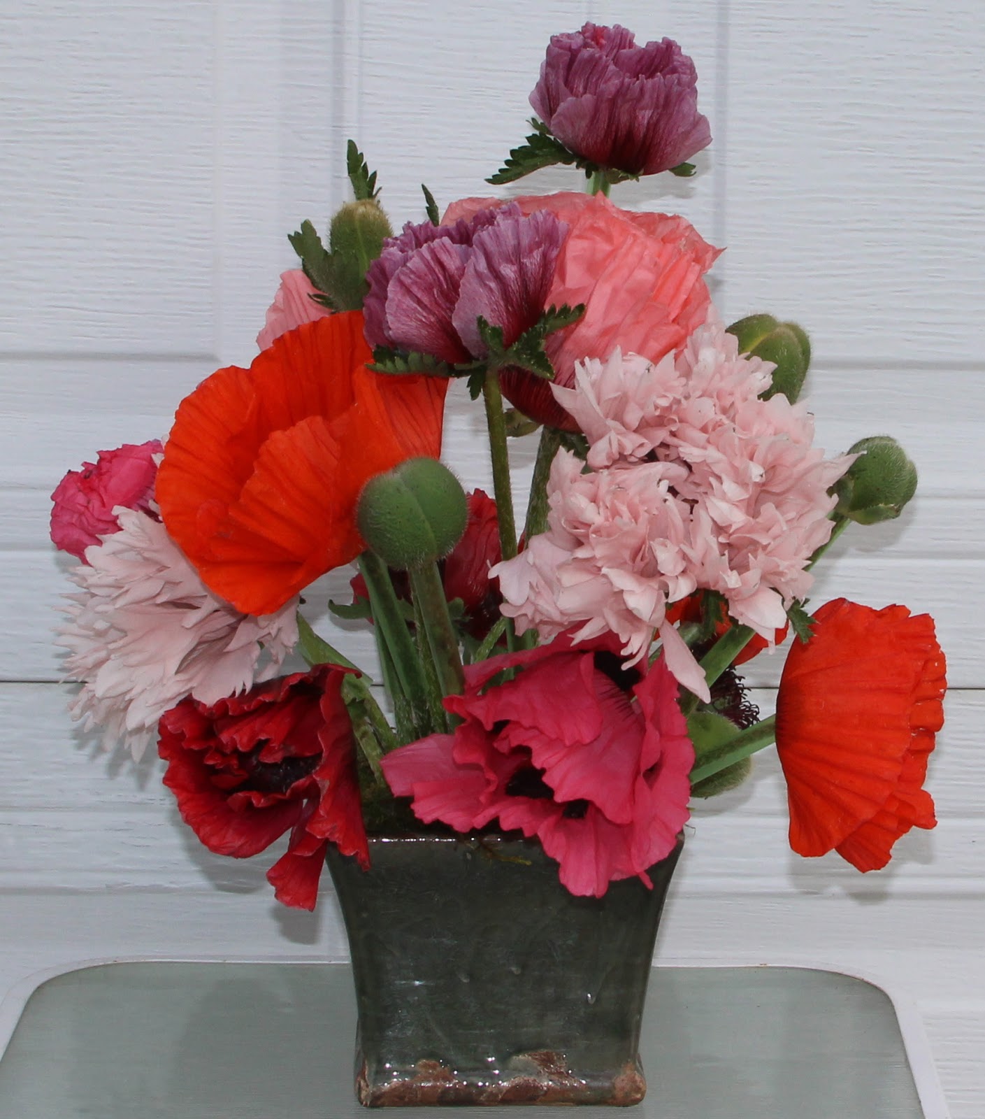 POPPIES IN SPRING ARRANGEMENTS Delicatelooking plants are really