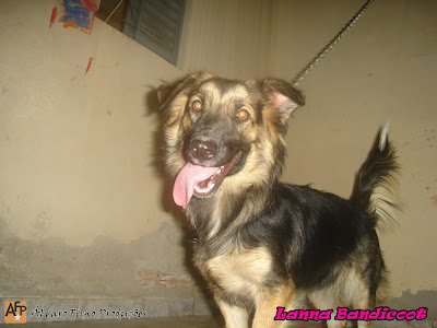 lanna bandicoot pastor alemao