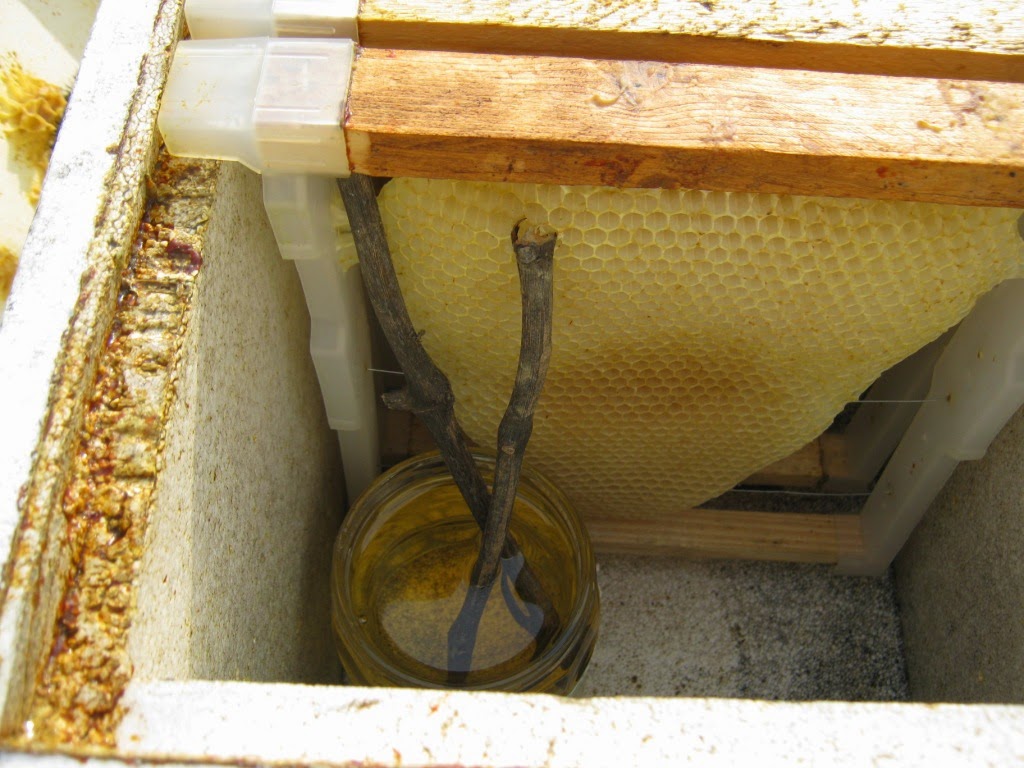 arıcılık, ana arı, karniol