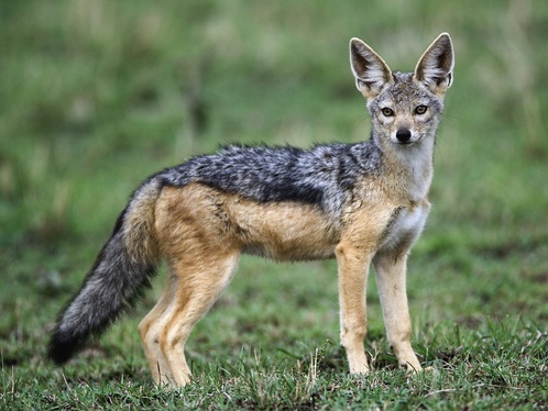 Jackal | Animal Wildlife