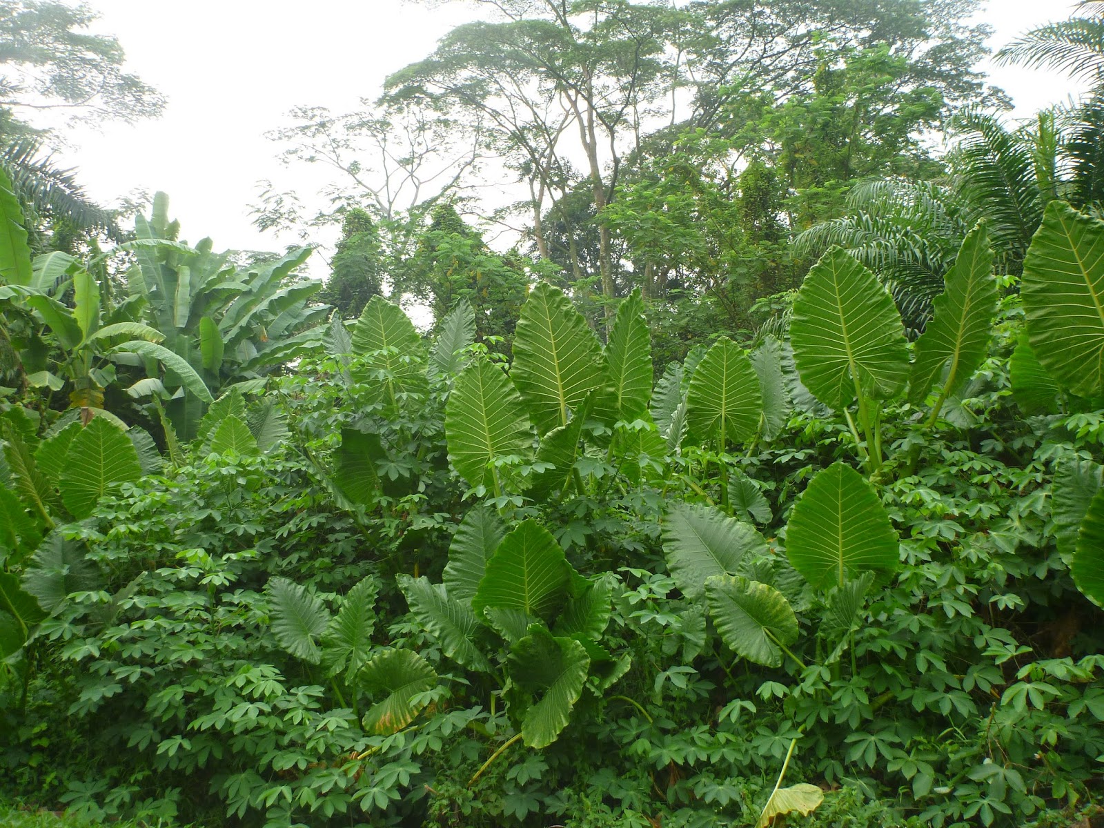 more city jungle
