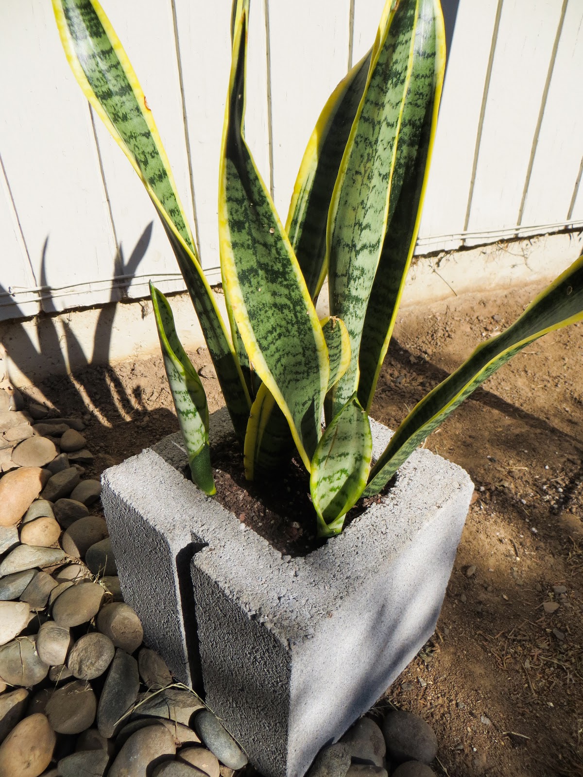 Succufiend Cement and Pumice containers