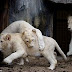 White Lions Photos, Rare White Lions - Amazing!