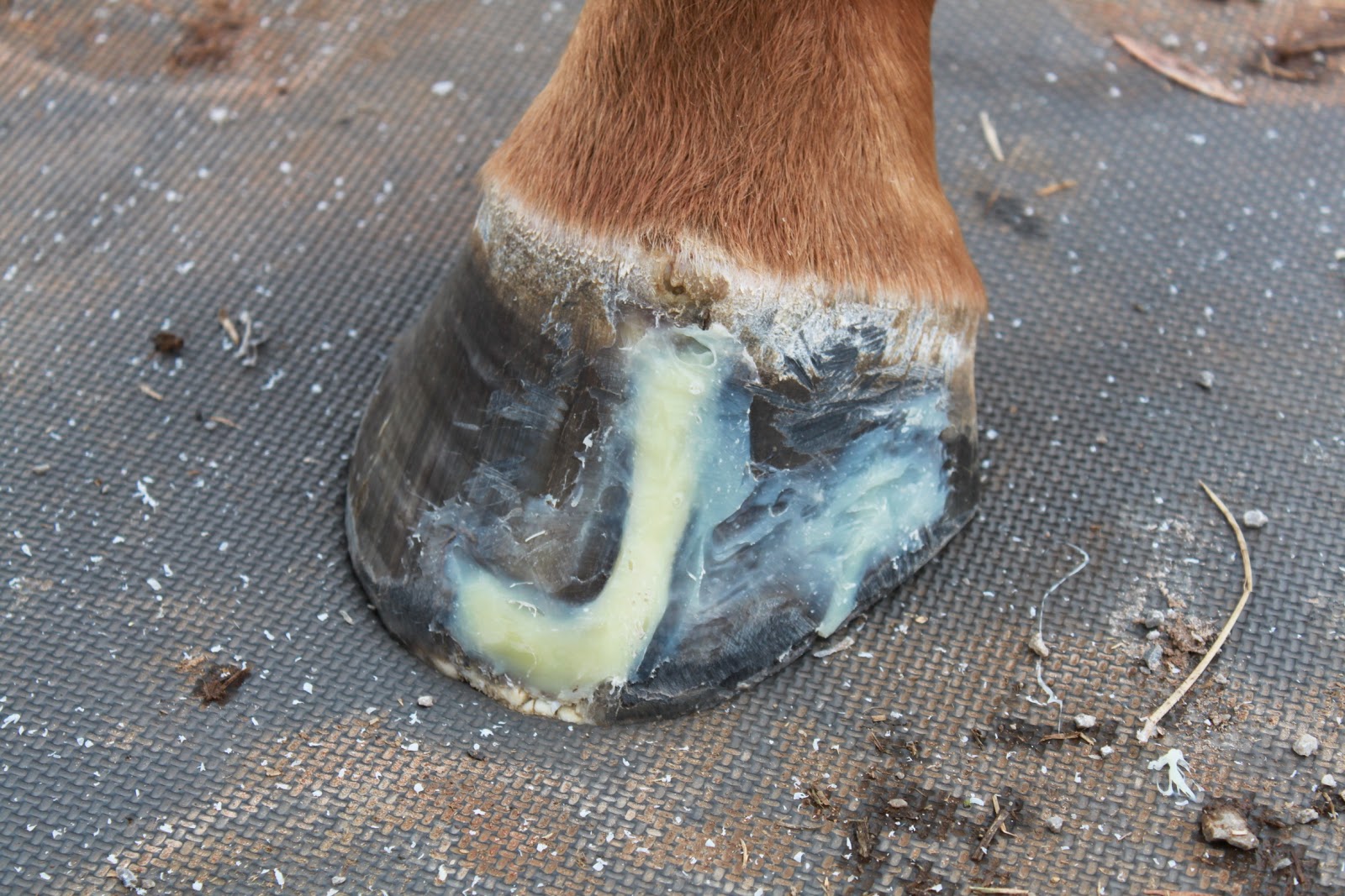 Springstone Horses Repairing Hoof Cracks