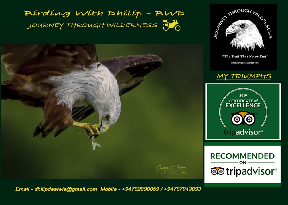 Birding With Dhilip - BWD