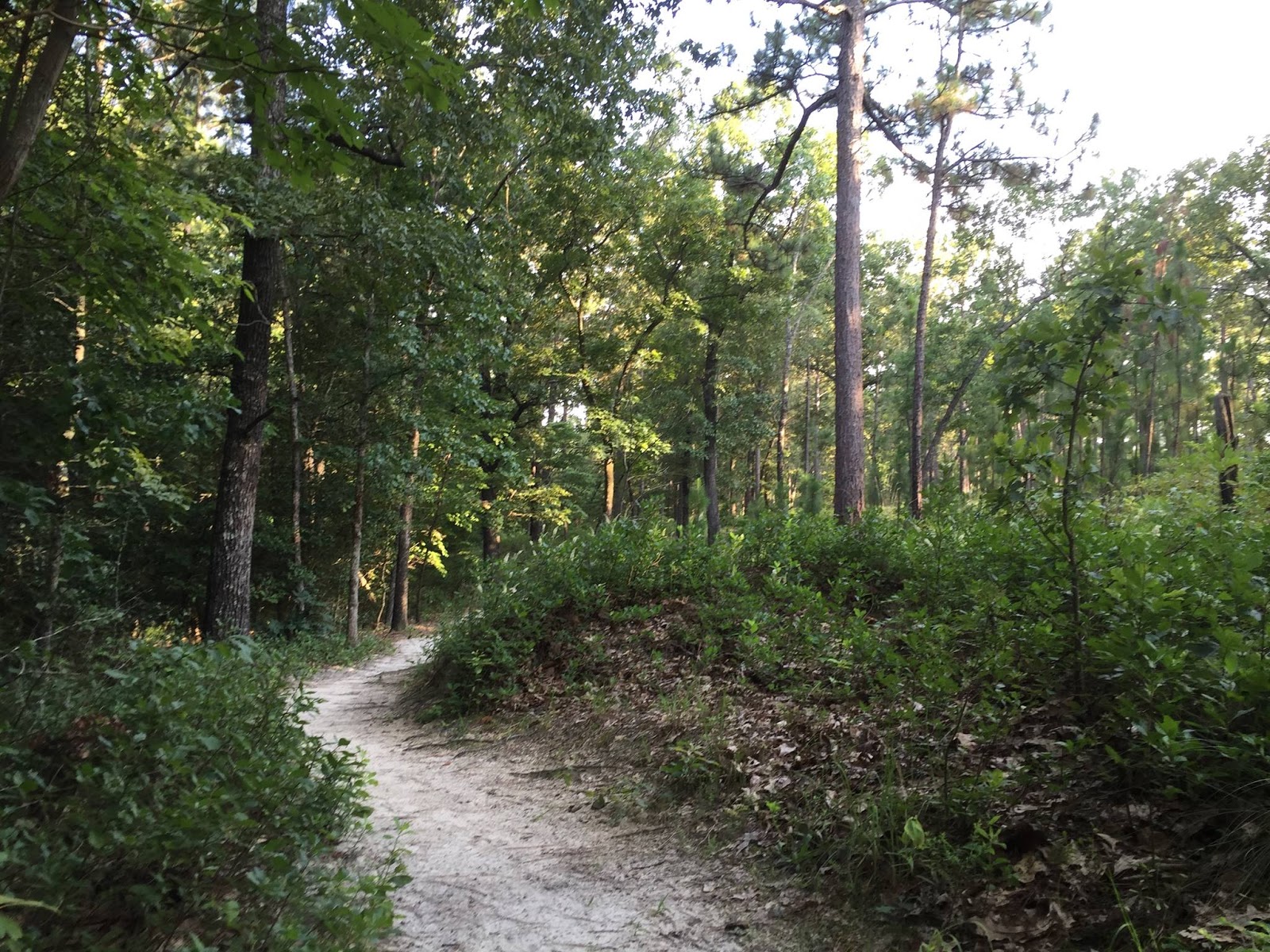 Musings: An evening hike in the Sandhills of North Carolina