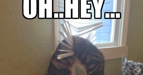 you're home early dr heckle cat+stuck+in+the+blinds+dr+heckle+funny+wtf+memes you're home early dr heckle