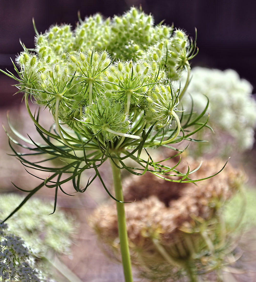The Laughing Raven I Heart Macro CarrotTops
