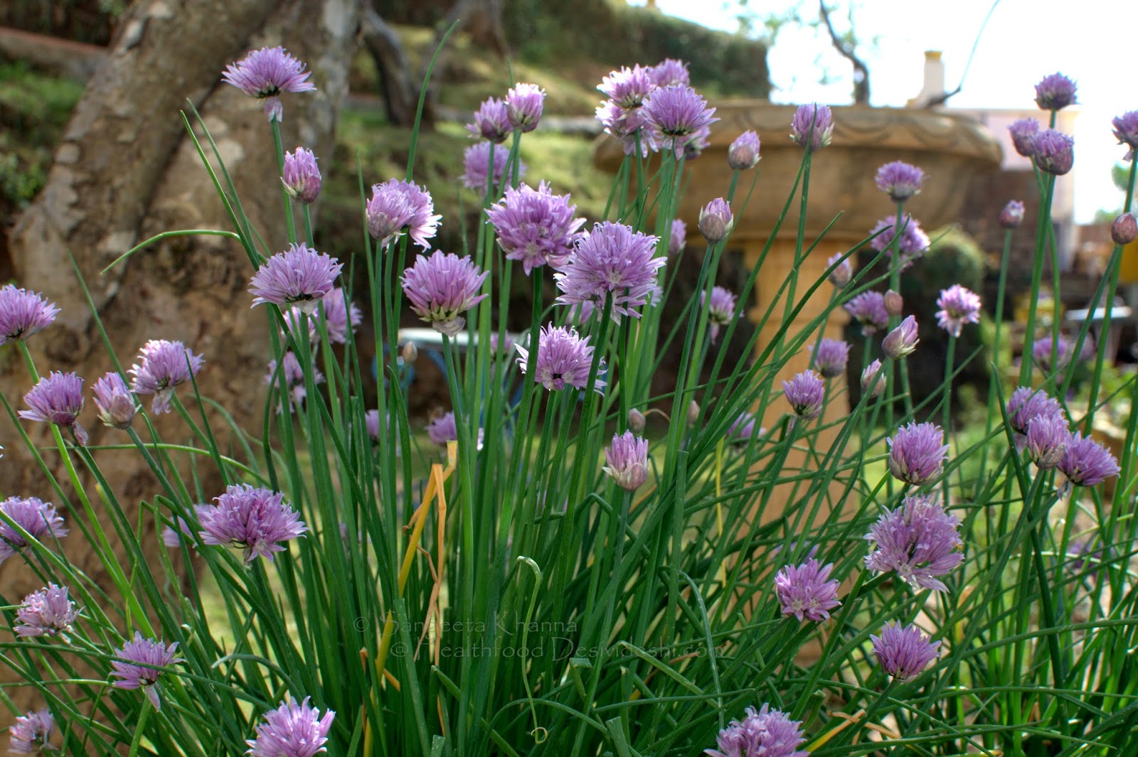 mushrooms stir fry with garlic chives with a hint of balsamic vinegar