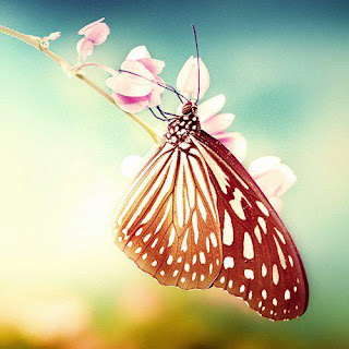 a.(60).Photo of Butterflies Photography مجموعه صور لفراشات جميله جدا