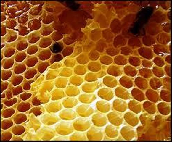 Honeybee comb