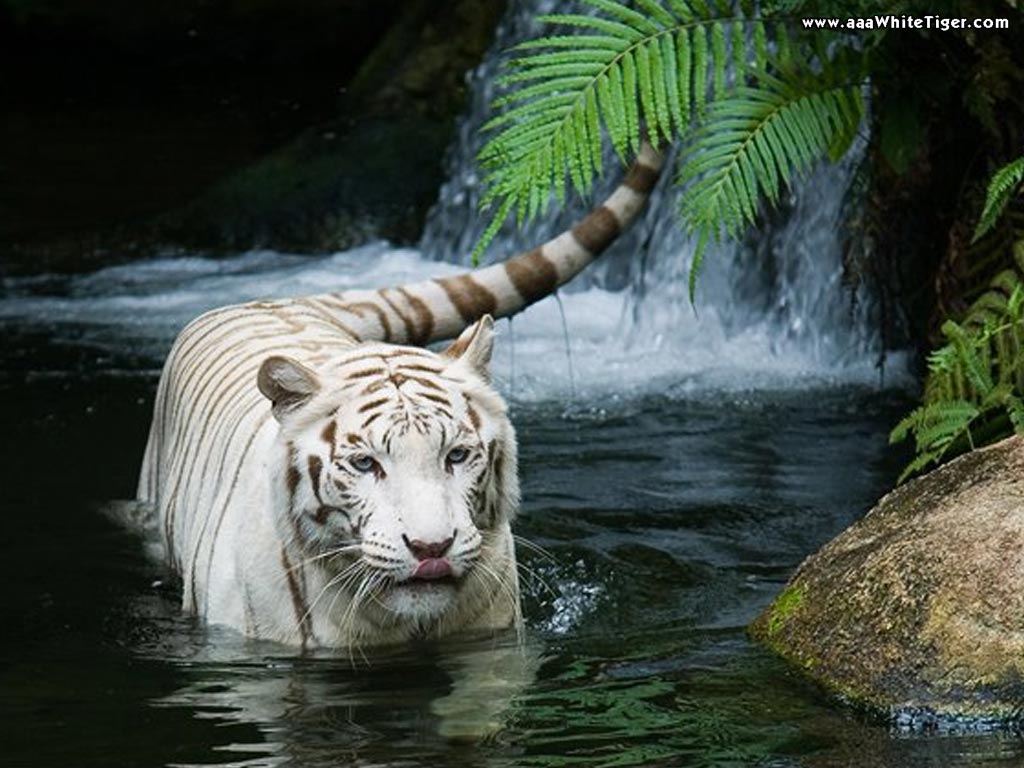 THE ANIMAL WILDLIFE: HARIMAU PUTIH ( WHITE TIGER )