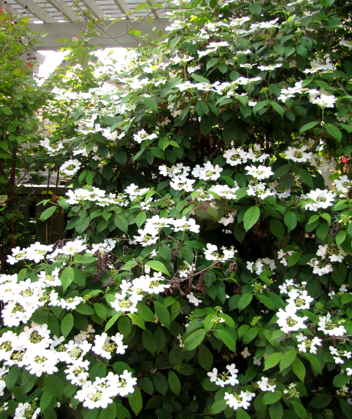 Tulsa Gentleman Macro Monday Doublefile Viburnum