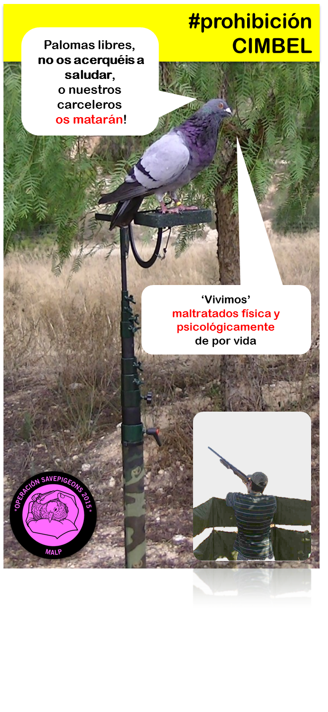 Denuncian malas prácticas de caza por el uso de bolas de alcanfor - La  Opinión de Zamora